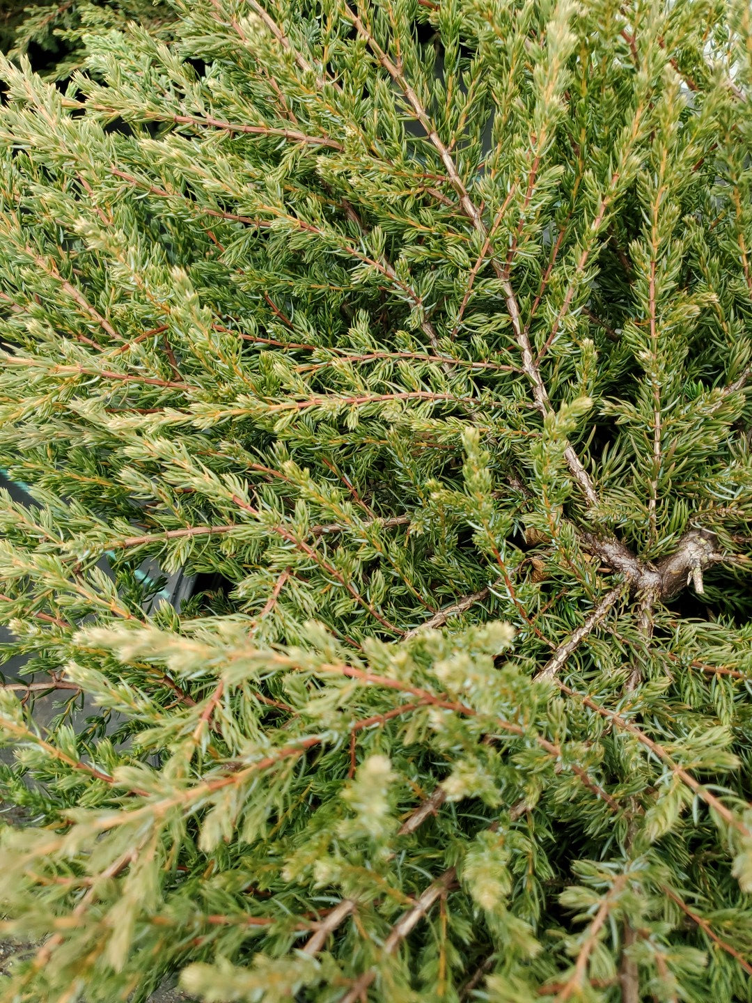 Alpine Carpet® Juniper