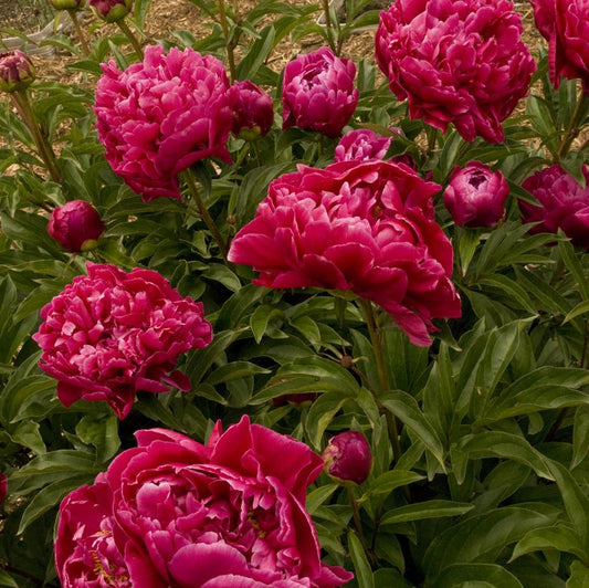 Karl Rosenfield Double Peony