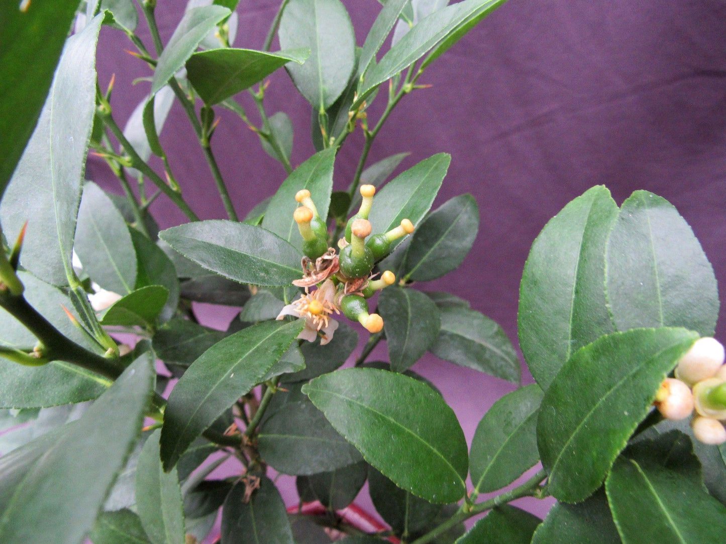 Key Lime Bonsai Tree