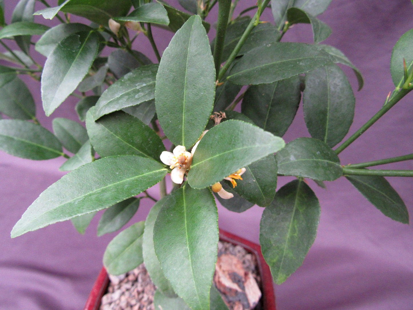 Key Lime Bonsai Tree