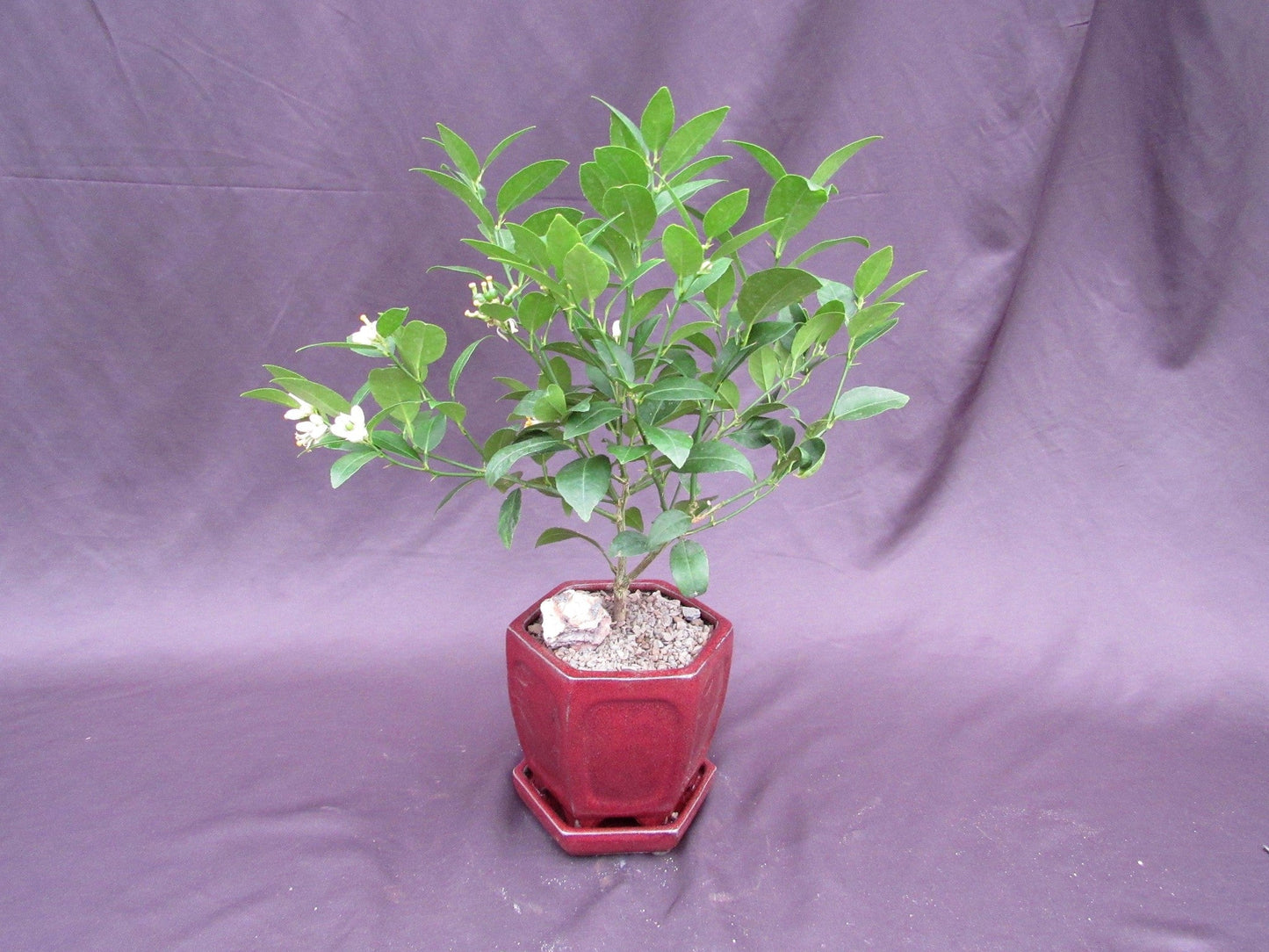 Key Lime Bonsai Tree