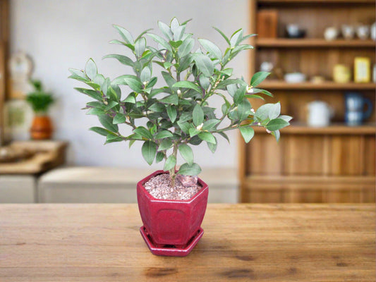 Key Lime Bonsai Tree