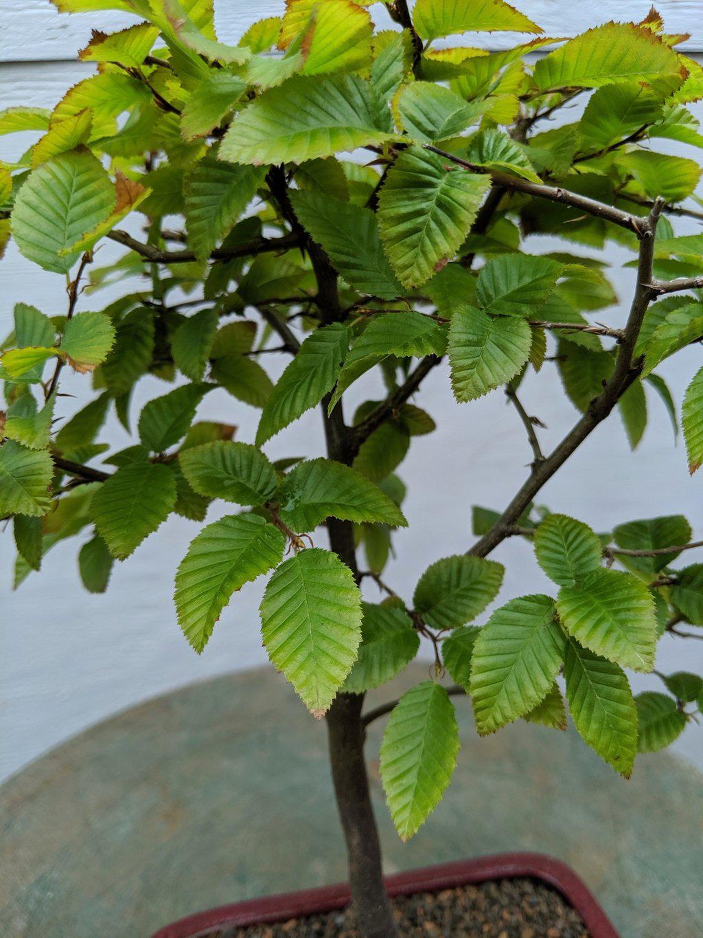 Korean Hornbeam Bonsai Tree