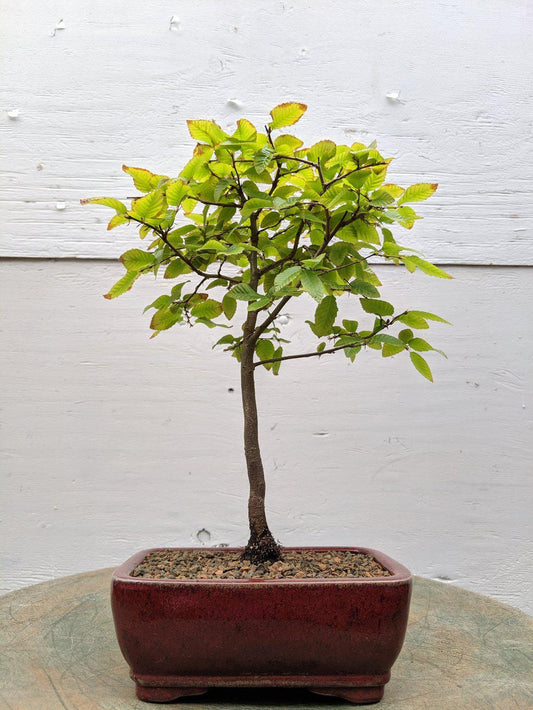 Korean Hornbeam Bonsai Tree