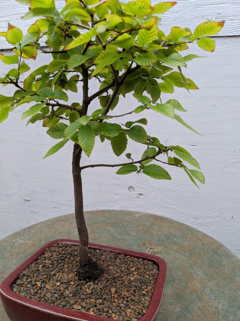 Korean Hornbeam Bonsai Tree