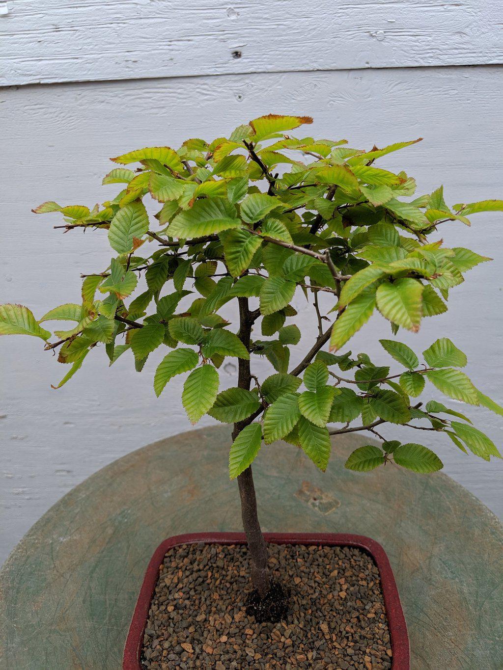 Korean Hornbeam Bonsai Tree