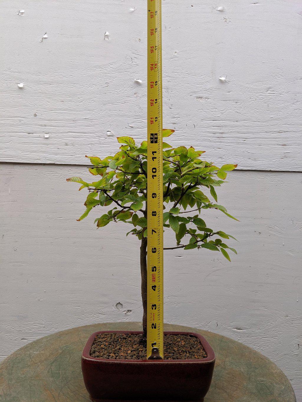 Korean Hornbeam Bonsai Tree