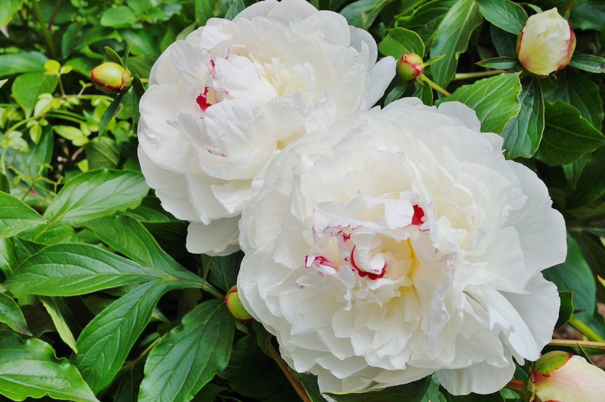 Peony 'Festiva Maxima'