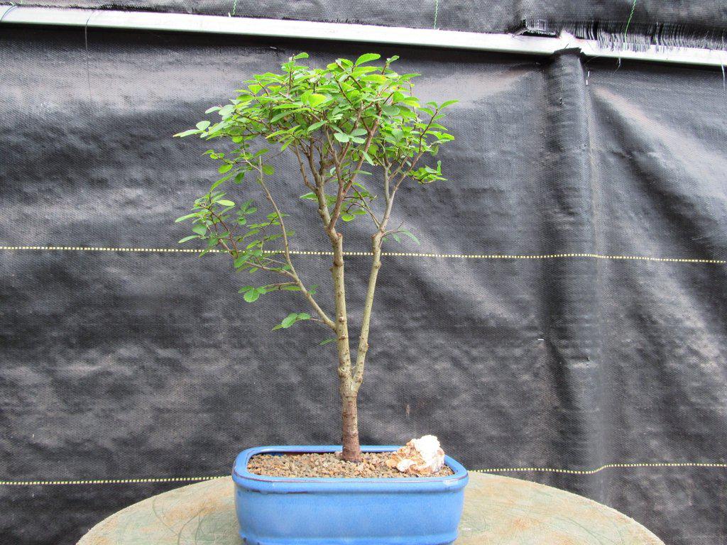 Lacebark Elm Bonsai Tree