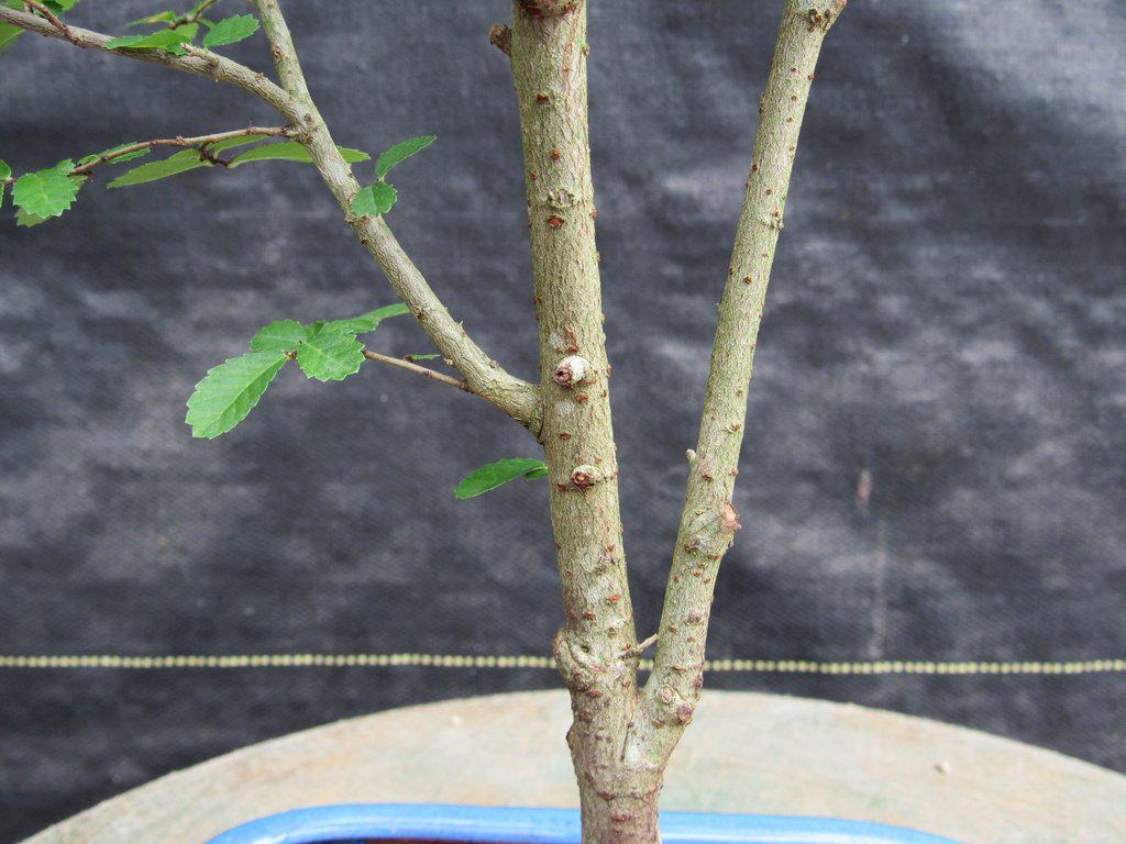 Lacebark Elm Bonsai Tree