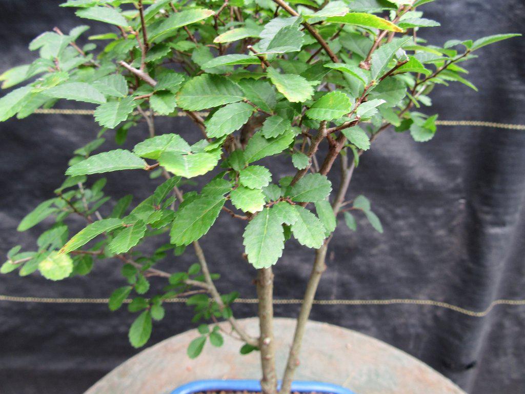 Lacebark Elm Bonsai Tree