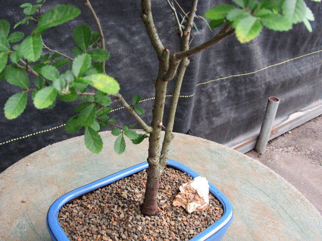 Lacebark Elm Bonsai Tree