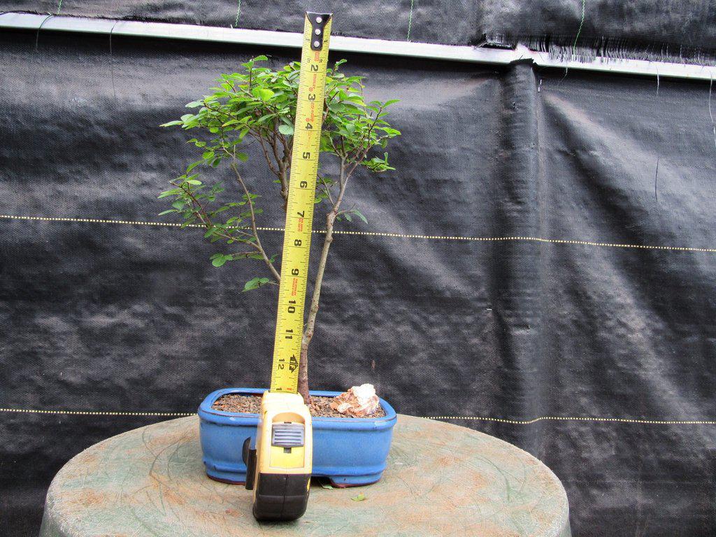 Lacebark Elm Bonsai Tree