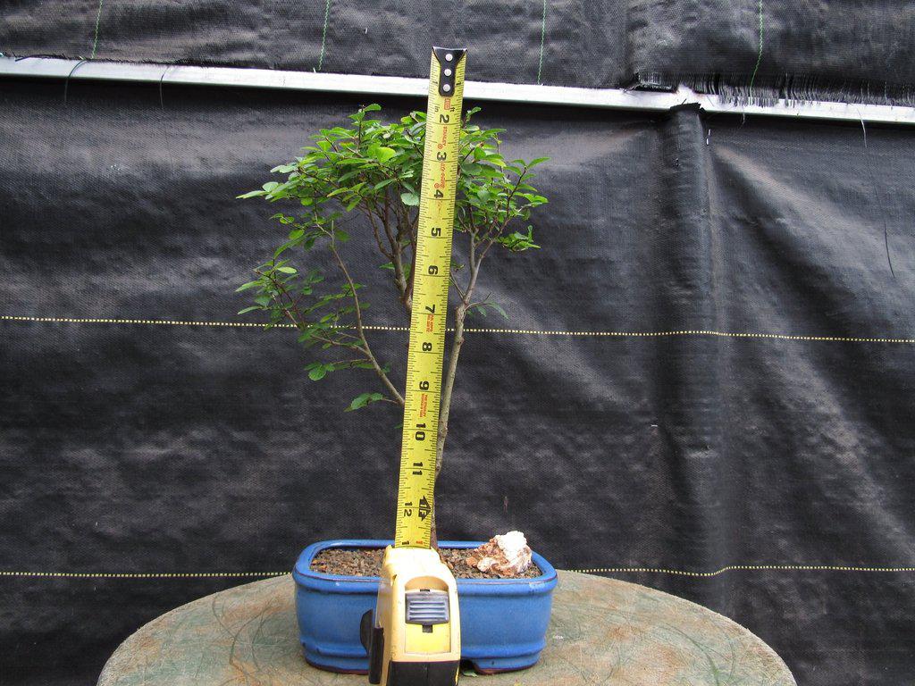 Lacebark Elm Bonsai Tree