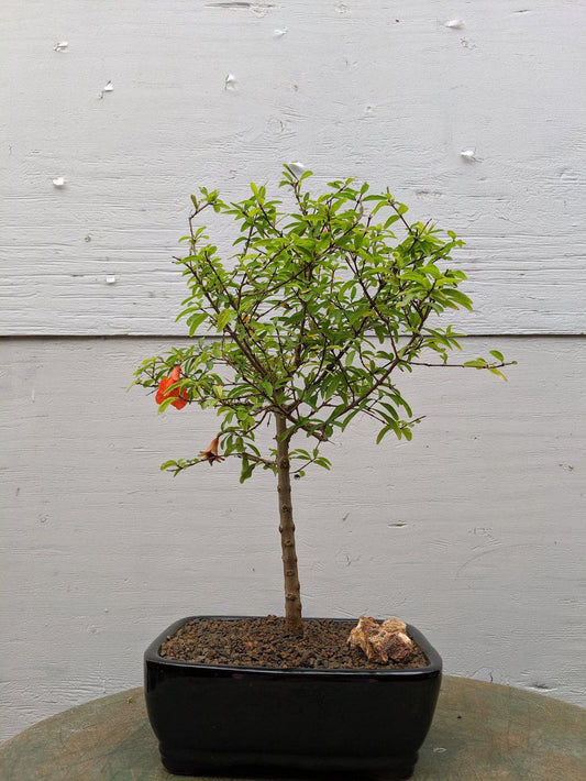 Large Dwarf Pomegranate Bonsai Tree