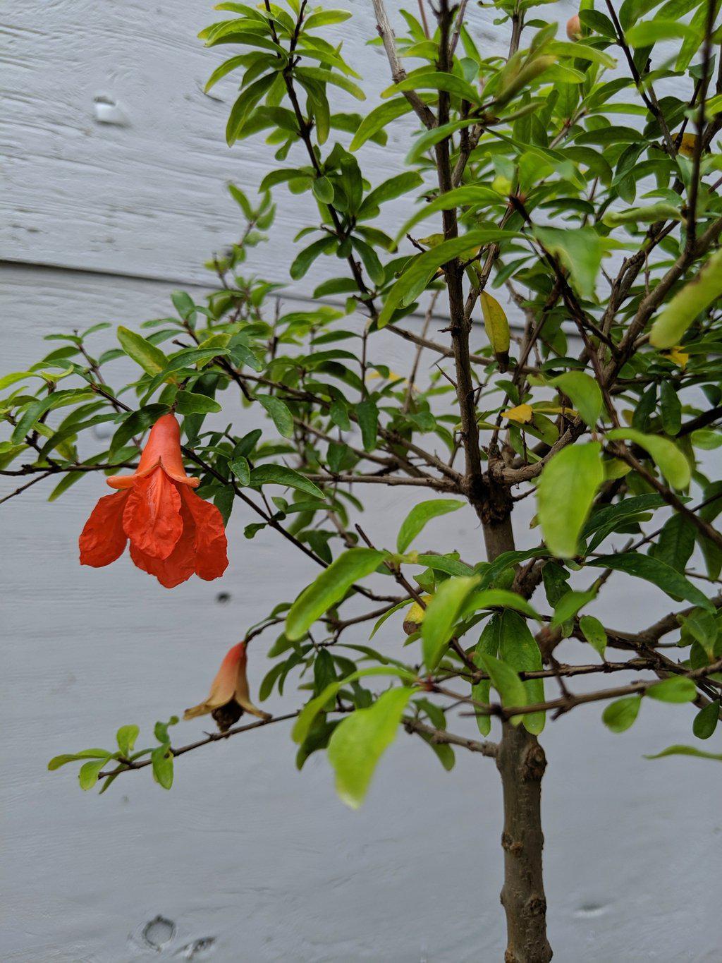 Large Dwarf Pomegranate Bonsai Tree