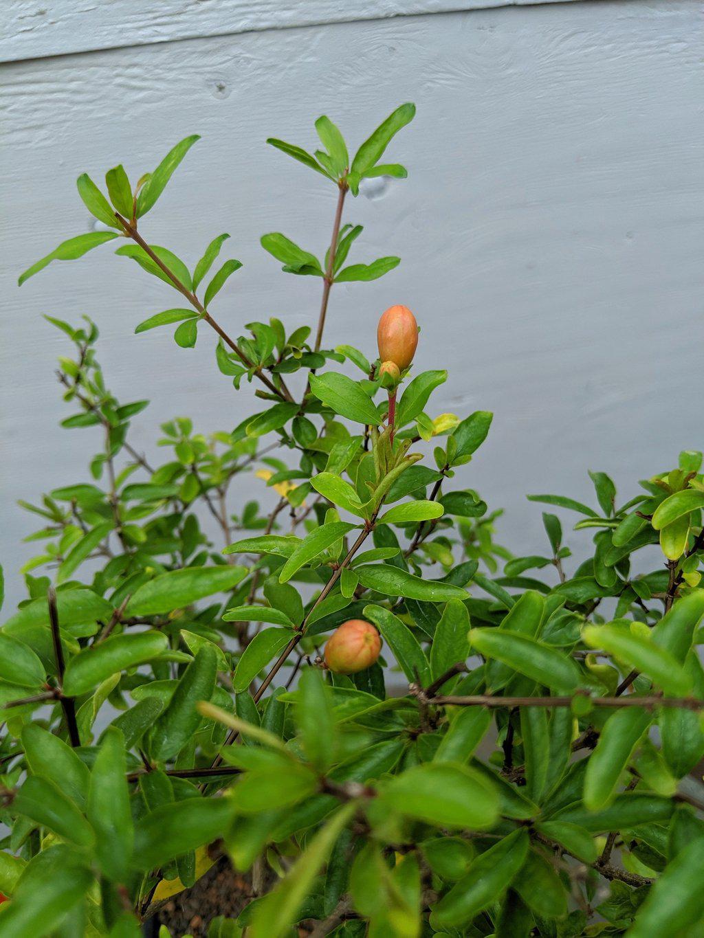 Large Dwarf Pomegranate Bonsai Tree