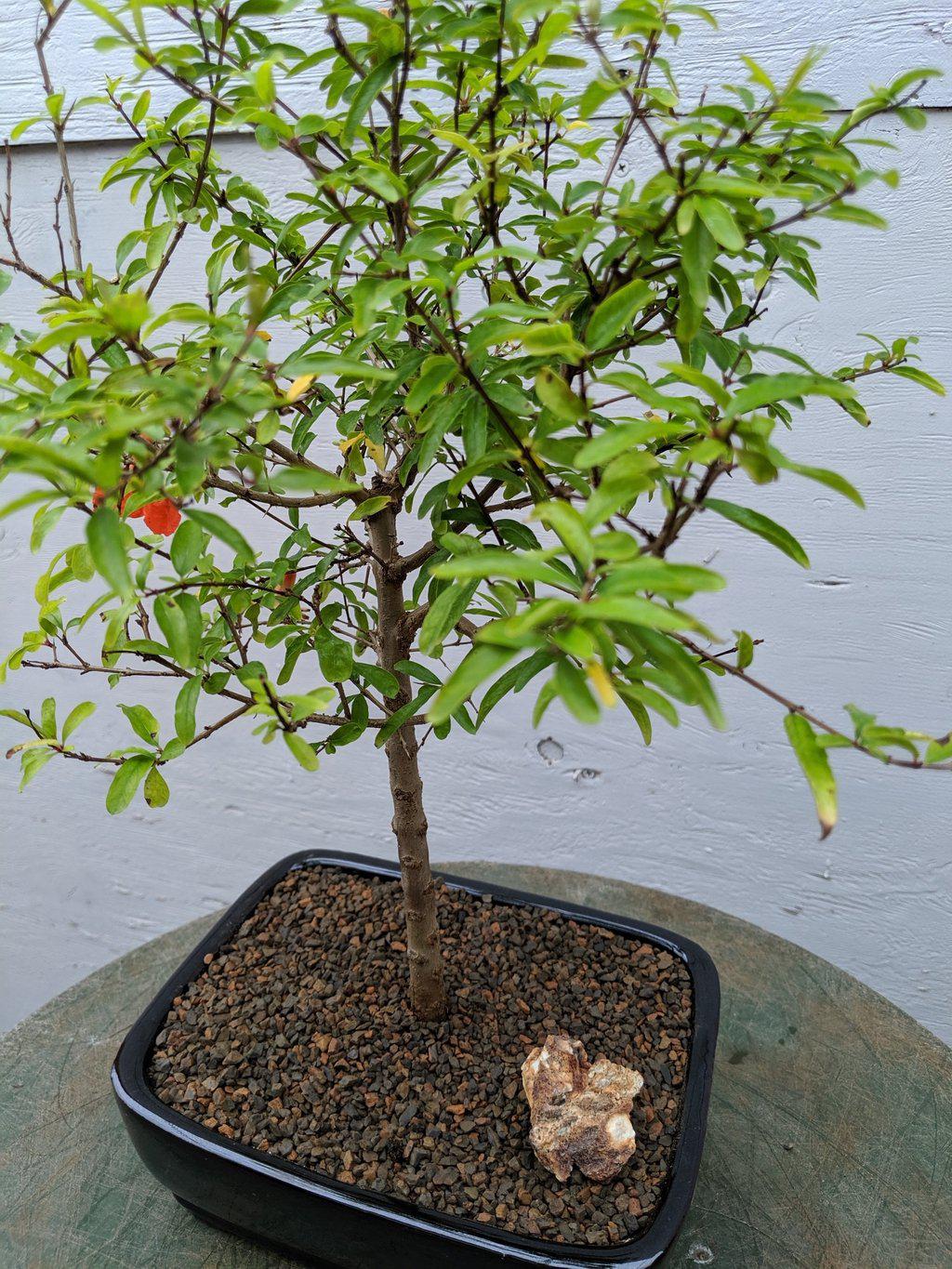 Large Dwarf Pomegranate Bonsai Tree