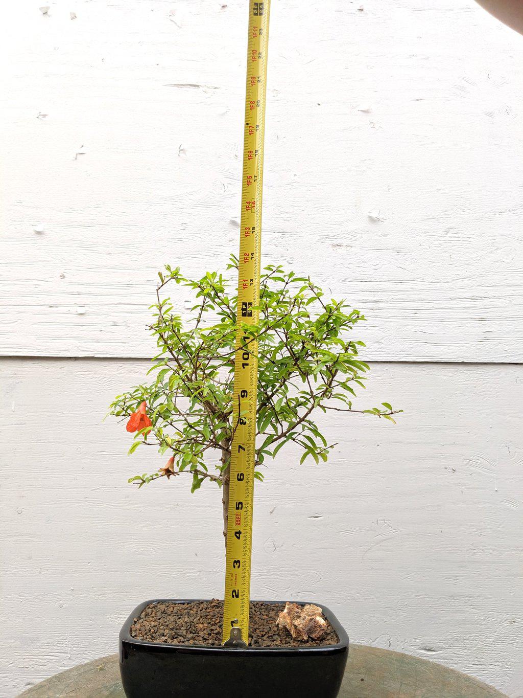 Large Dwarf Pomegranate Bonsai Tree