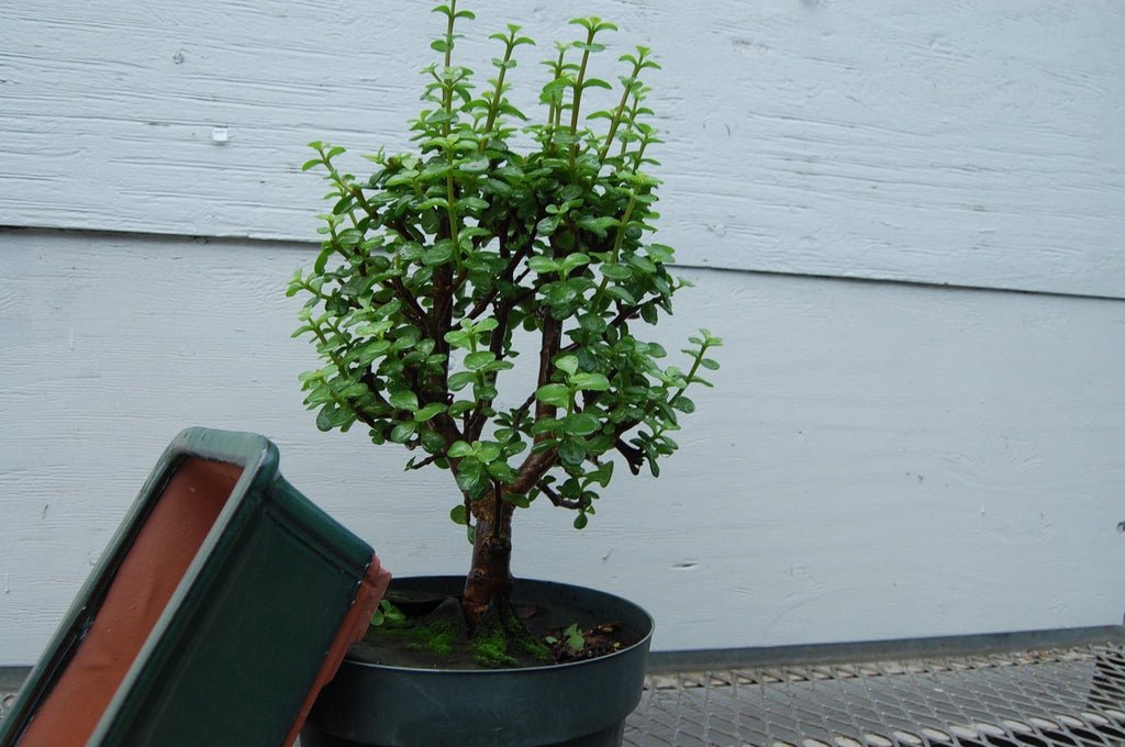 Large Green Ceramic Bonsai Pot (8.5" x 6.625" x 3.5")