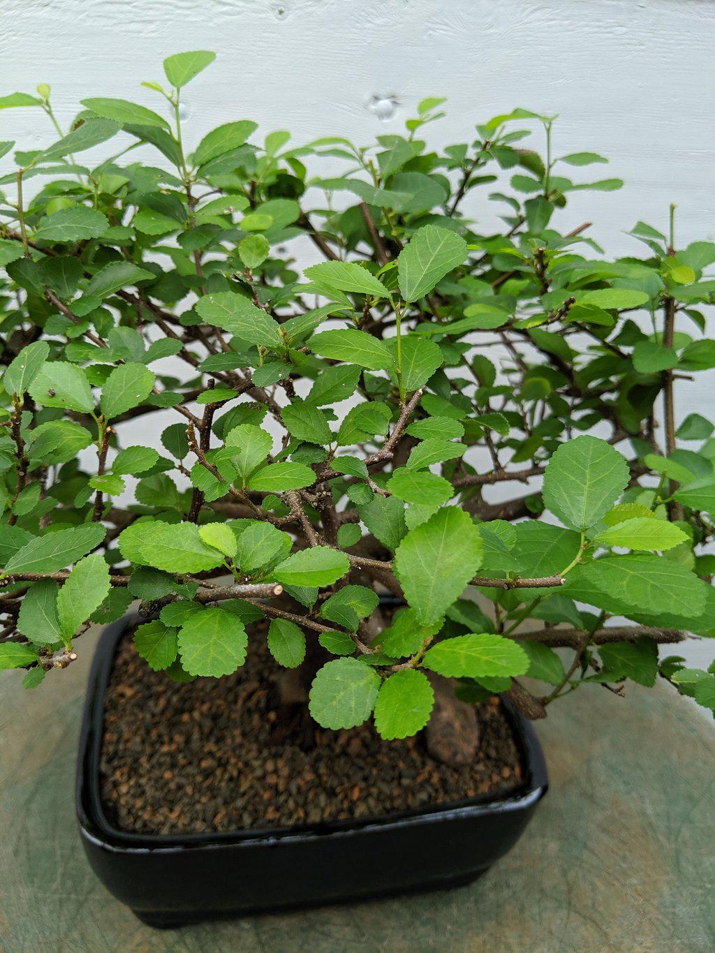 Lavender Star Bonsai Tree