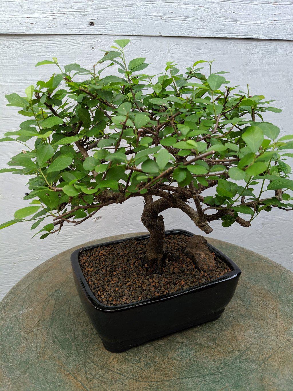 Lavender Star Bonsai Tree