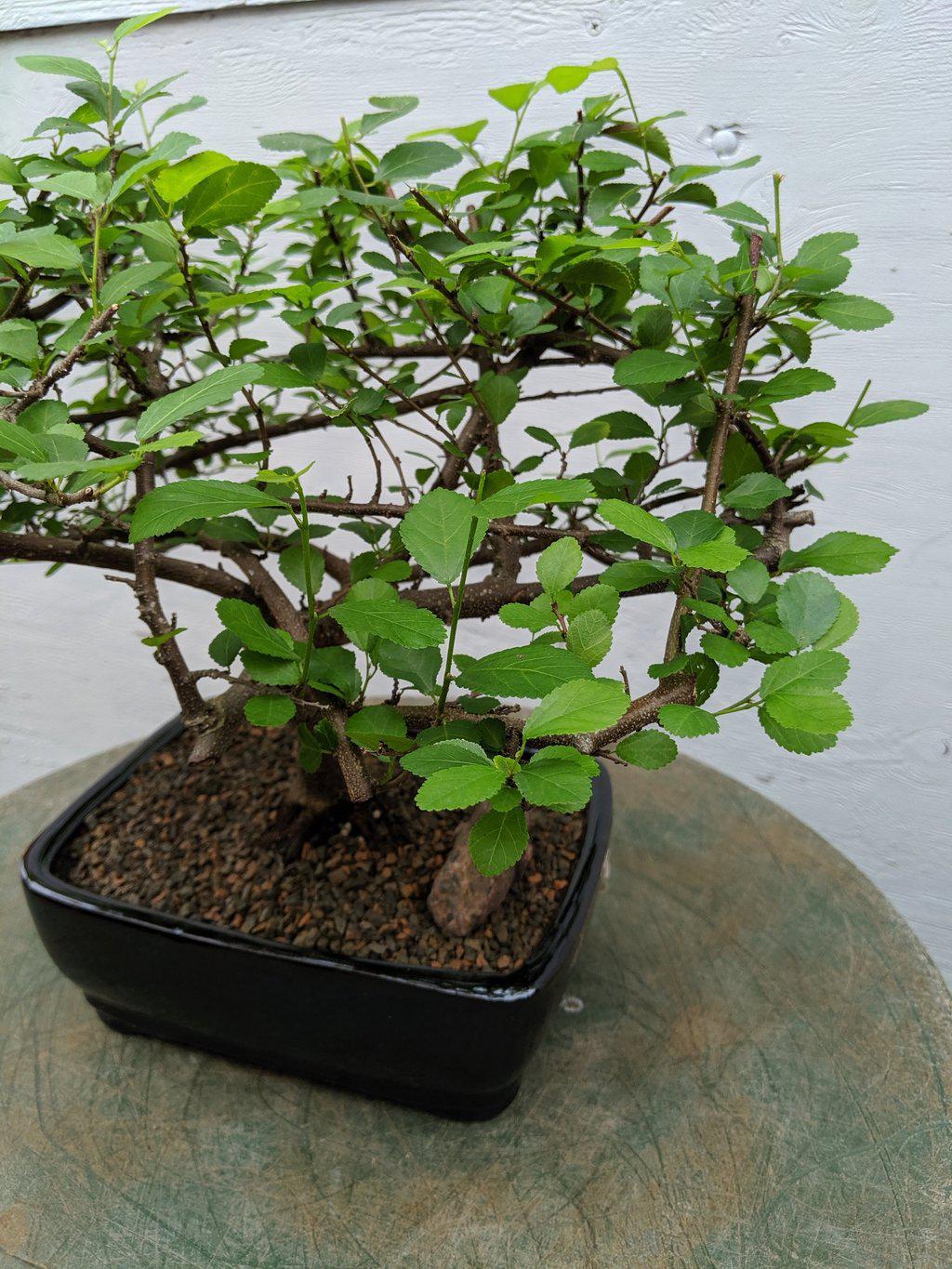 Lavender Star Bonsai Tree