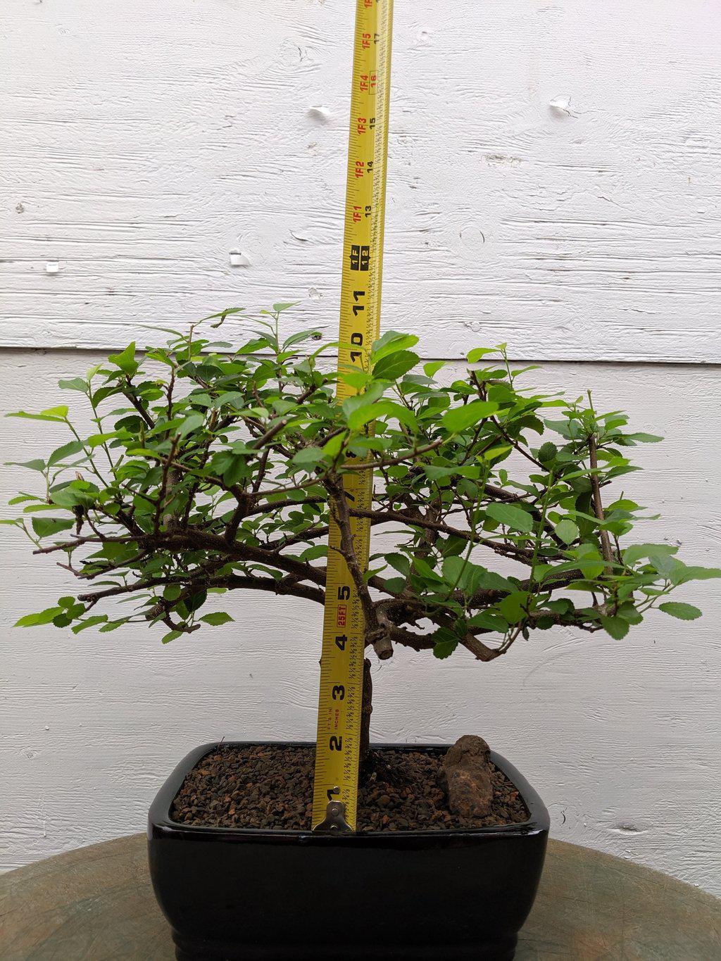 Lavender Star Bonsai Tree