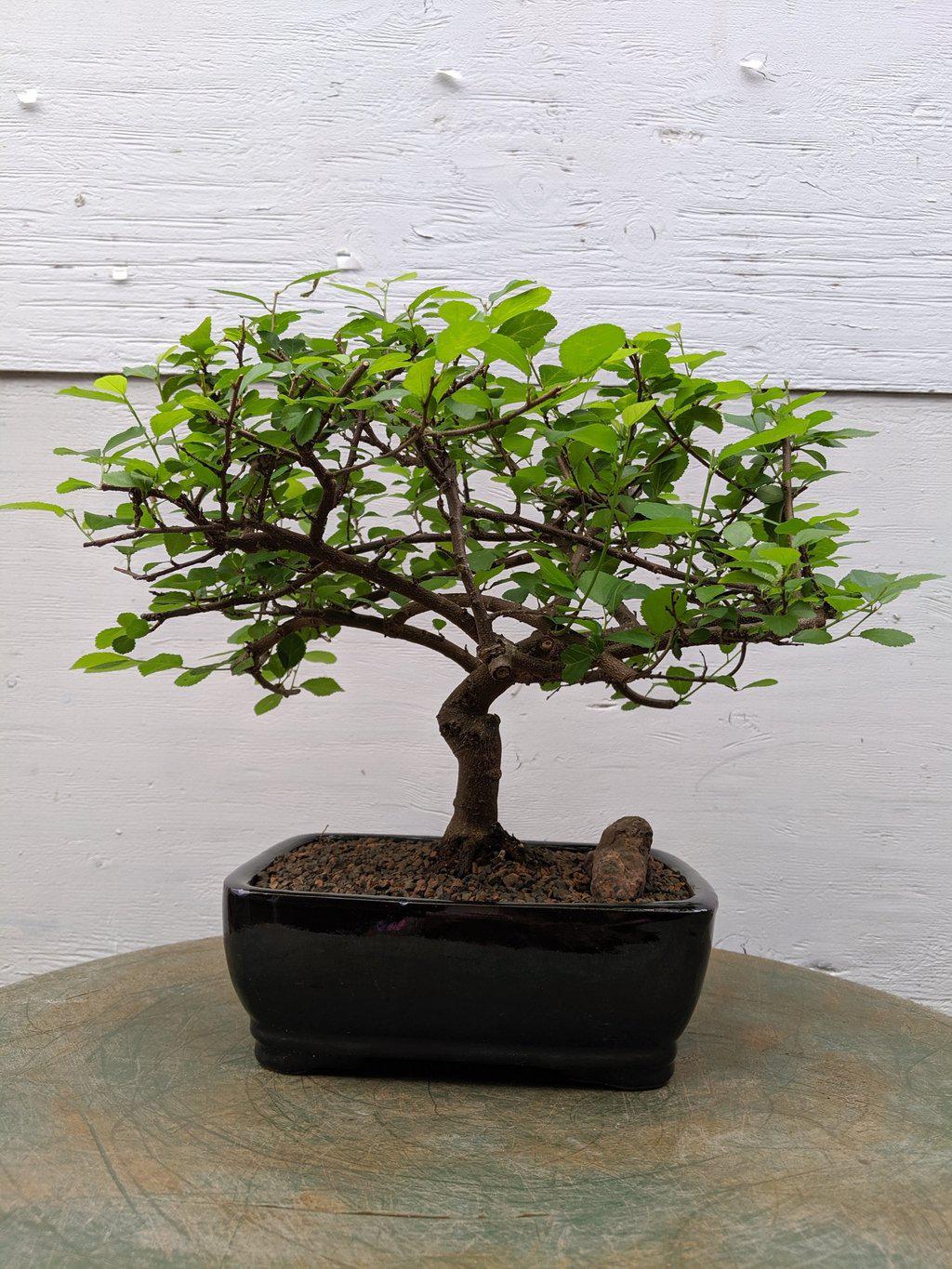 Lavender Star Bonsai Tree