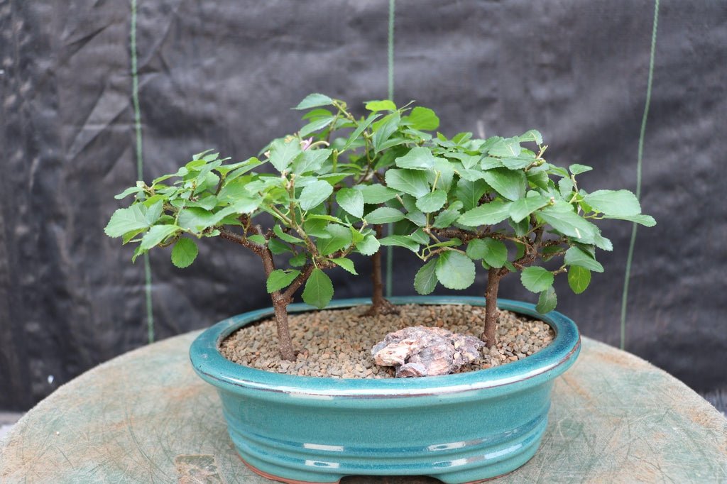 Lavender Star Flower Bonsai 3 Tree Forest