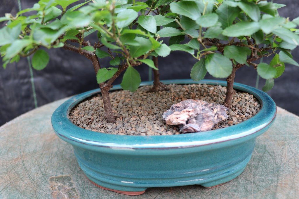 Lavender Star Flower Bonsai 3 Tree Forest