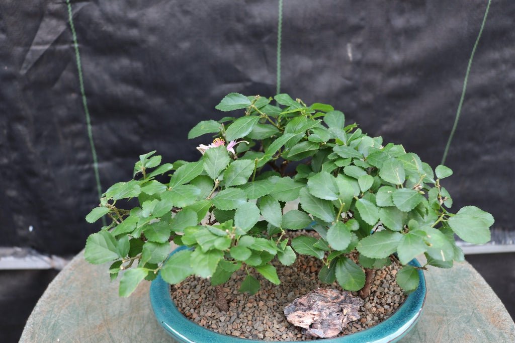 Lavender Star Flower Bonsai 3 Tree Forest