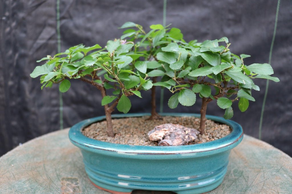 Lavender Star Flower Bonsai 3 Tree Forest