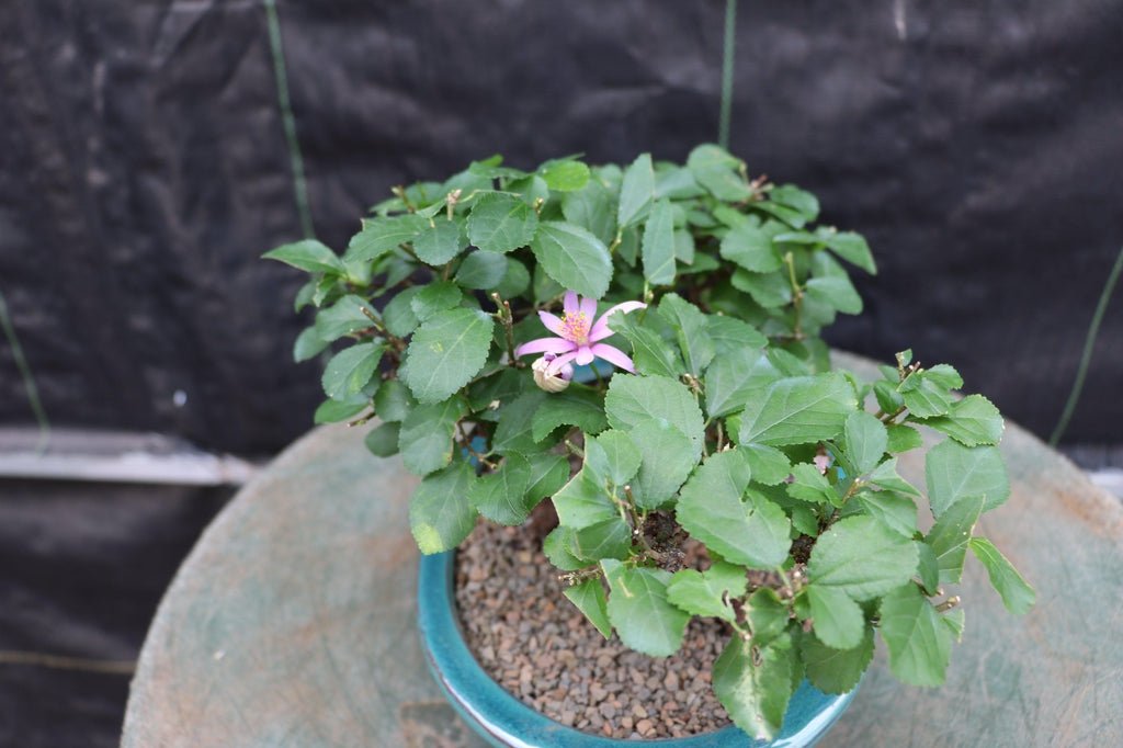 Lavender Star Flower Bonsai 3 Tree Forest