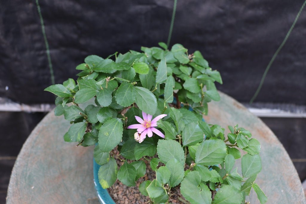 Lavender Star Flower Bonsai 3 Tree Forest