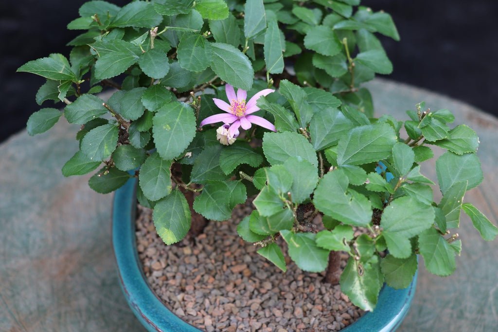 Lavender Star Flower Bonsai 3 Tree Forest