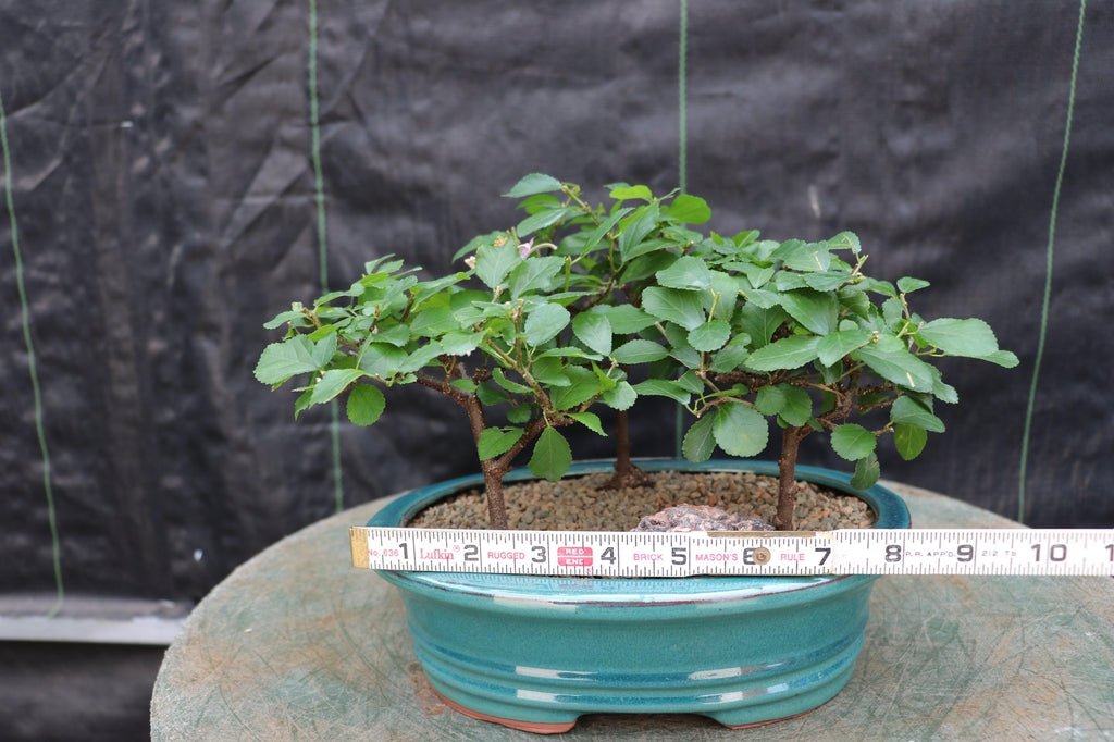 Lavender Star Flower Bonsai 3 Tree Forest