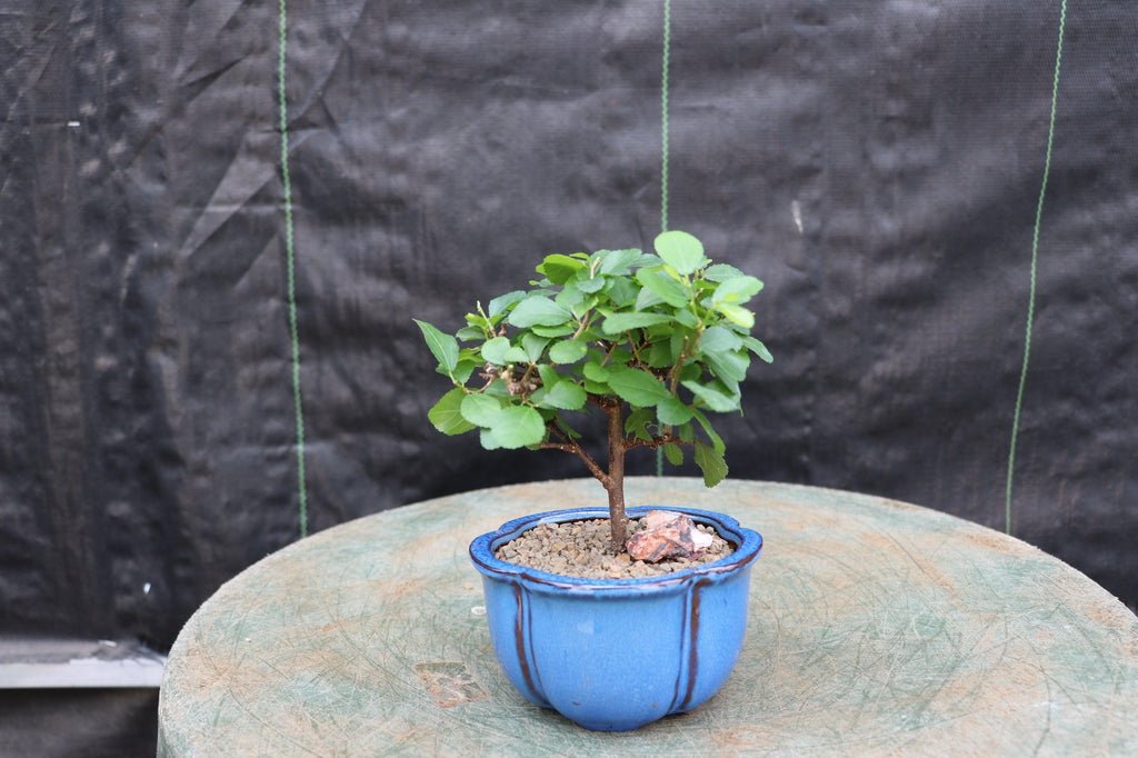 Lavender Star Flower Bonsai Tree (Small)