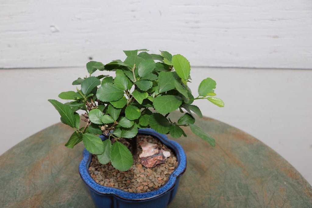 Lavender Star Flower Bonsai Tree (Small)