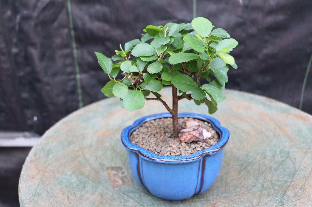 Lavender Star Flower Bonsai Tree (Small)