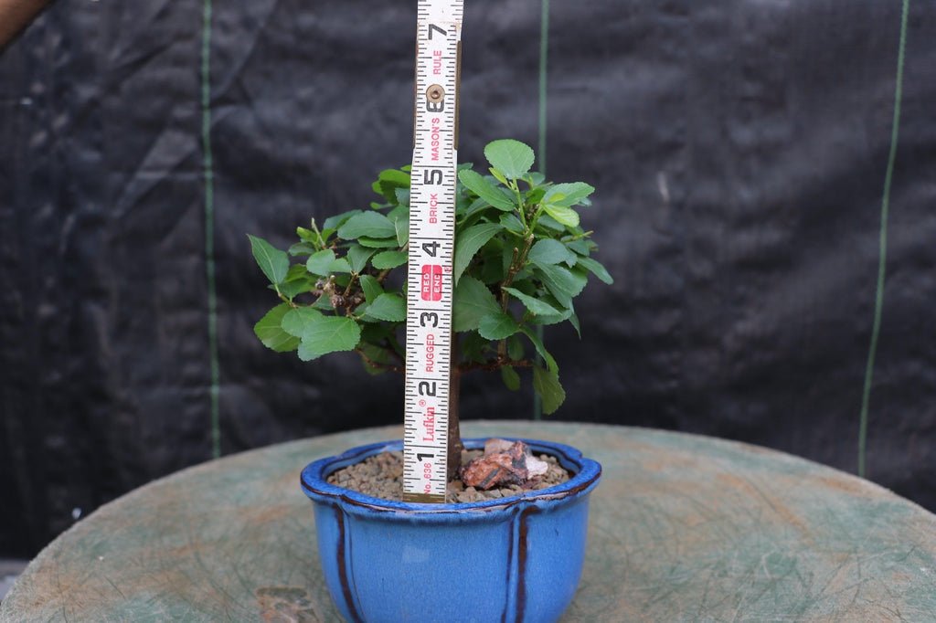 Lavender Star Flower Bonsai Tree (Small)