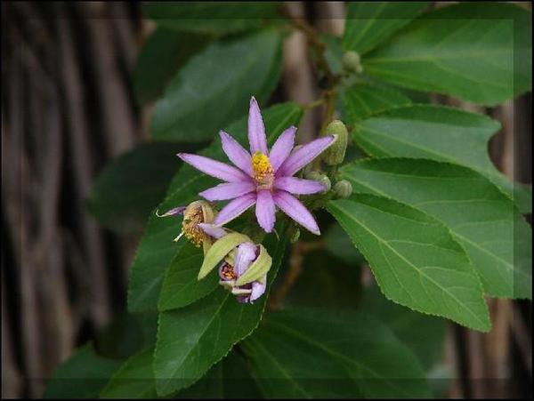 Lavender Star Flower Bonsai Tree (Small)