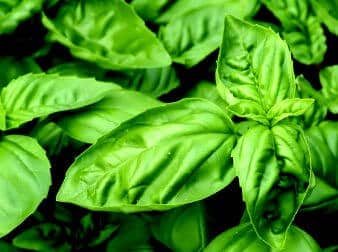 Basil Seeds, Lemon