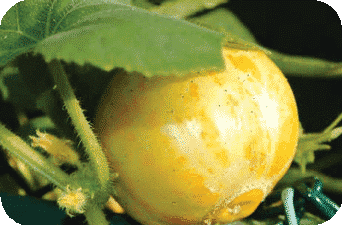 Lemon Cucumber Seeds