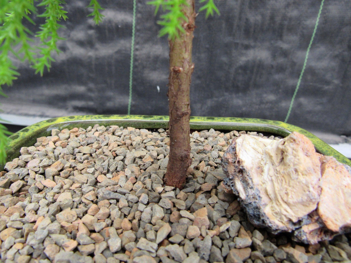 Lemon Cypress Bonsai Tree