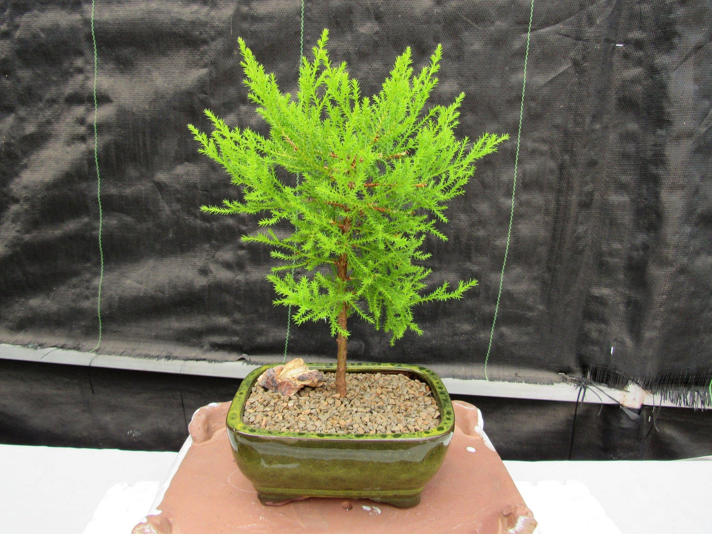 Lemon Cypress Bonsai Tree