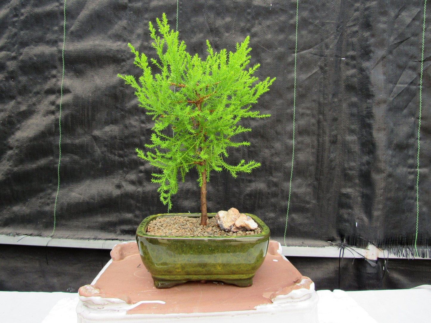 Lemon Cypress Bonsai Tree