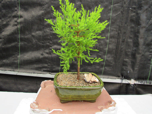 Lemon Cypress Bonsai Tree