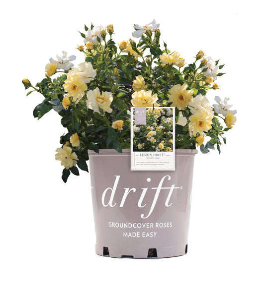 Lemon Drift® rose