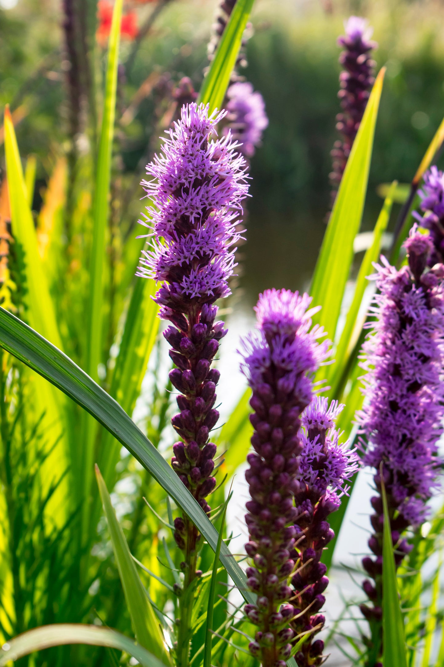 Spike Gayfeather Dense Blazing Star